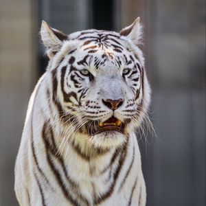 Preview wallpaper white tigress, tiger, striped, big cat, predator