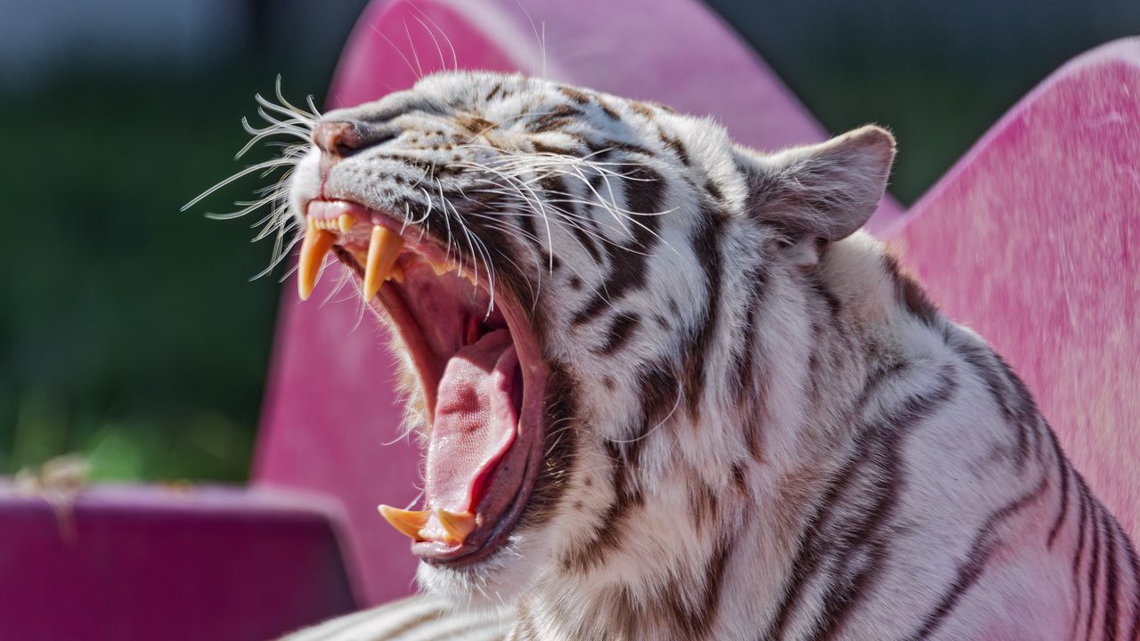 Wallpaper white tigress, tigress, tiger, grin, fangs, predator