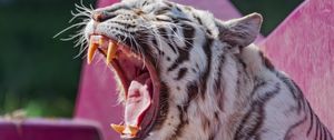 Preview wallpaper white tigress, tigress, tiger, grin, fangs, predator