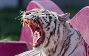 Preview wallpaper white tigress, tigress, tiger, grin, fangs, predator