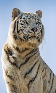 Preview wallpaper white tigress, white tiger, tiger, predator, big cat