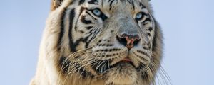 Preview wallpaper white tigress, white tiger, tiger, predator, big cat