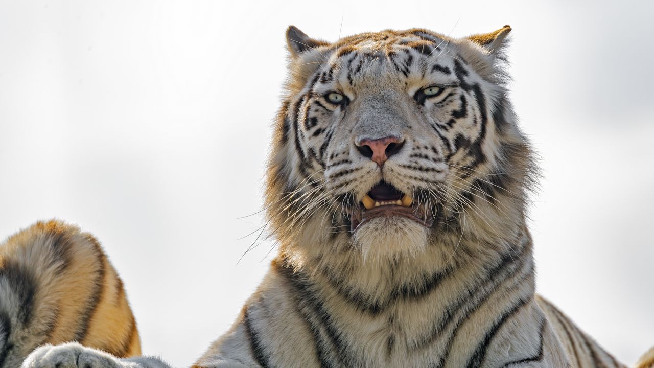 Wallpaper white tigress, white tiger, tiger, predator, big cat, striped