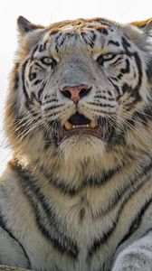 Preview wallpaper white tigress, white tiger, tiger, predator, big cat, striped