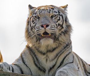 Preview wallpaper white tigress, white tiger, tiger, predator, big cat, striped