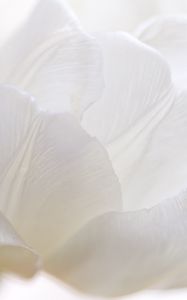 Preview wallpaper white tulip, petals, bud