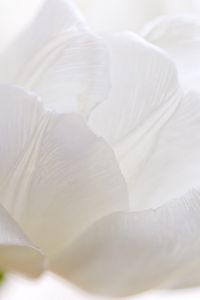 Preview wallpaper white tulip, petals, bud