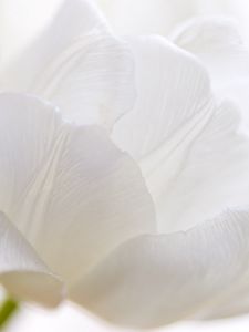 Preview wallpaper white tulip, petals, bud