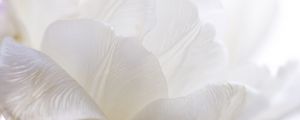 Preview wallpaper white tulip, petals, bud