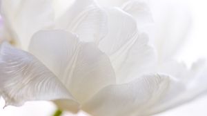 Preview wallpaper white tulip, petals, bud