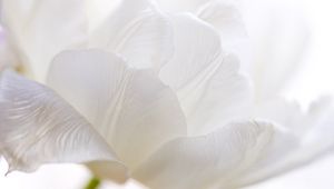 Preview wallpaper white tulip, petals, bud