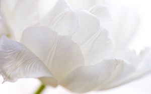 Preview wallpaper white tulip, petals, bud