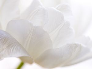 Preview wallpaper white tulip, petals, bud