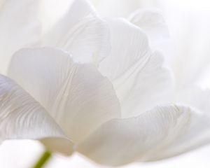 Preview wallpaper white tulip, petals, bud