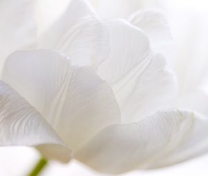 Preview wallpaper white tulip, petals, bud