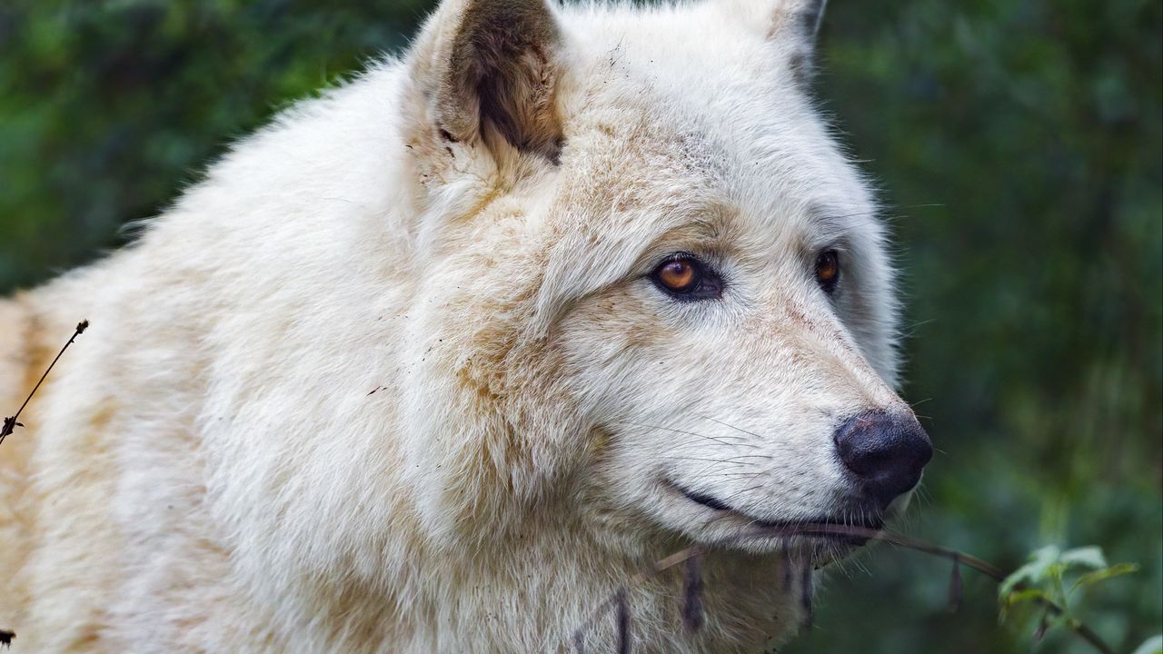 Wallpaper white wolf, predator, animal, leaves