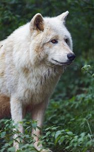 Preview wallpaper white wolf, predator, animal, leaves