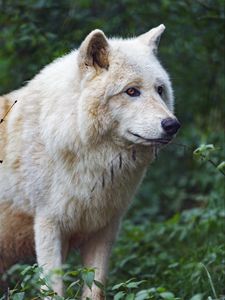 Preview wallpaper white wolf, predator, animal, leaves