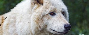 Preview wallpaper white wolf, predator, animal, leaves