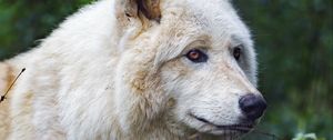 Preview wallpaper white wolf, predator, animal, leaves