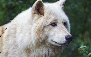 Preview wallpaper white wolf, predator, animal, leaves
