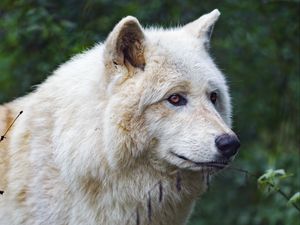 Preview wallpaper white wolf, predator, animal, leaves