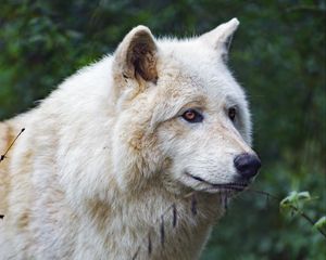 Preview wallpaper white wolf, predator, animal, leaves