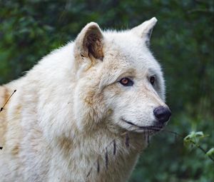 Preview wallpaper white wolf, predator, animal, leaves