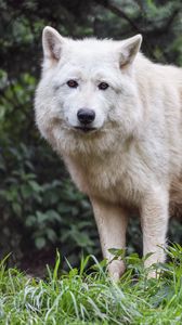 Preview wallpaper white wolf, wolf, animal, predator, wild