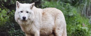 Preview wallpaper white wolf, wolf, animal, predator, wild