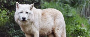 Preview wallpaper white wolf, wolf, animal, predator, wild