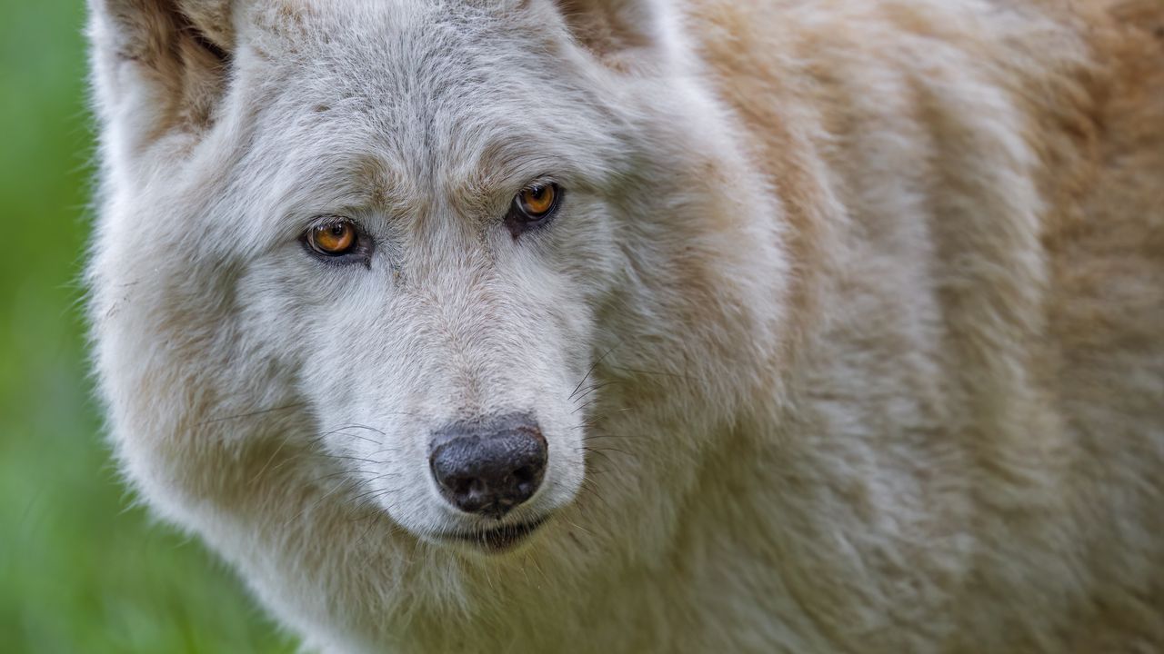 Wallpaper white wolf, wolf, animal, wild, predator