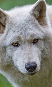 Preview wallpaper white wolf, wolf, animal, wild, predator