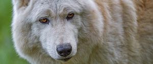 Preview wallpaper white wolf, wolf, animal, wild, predator