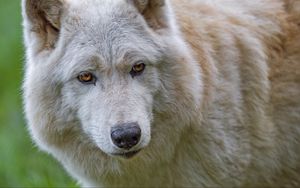 Preview wallpaper white wolf, wolf, animal, wild, predator