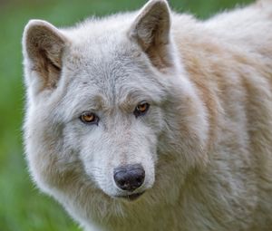 Preview wallpaper white wolf, wolf, animal, wild, predator