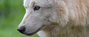 Preview wallpaper white wolf, wolf, head, predator, wild