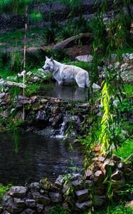 Preview wallpaper white wolf, wolf, predator, wild, pond