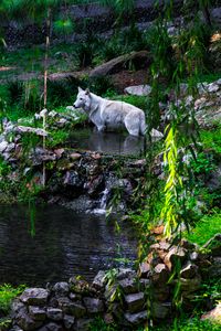 Preview wallpaper white wolf, wolf, predator, wild, pond