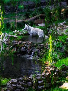 Preview wallpaper white wolf, wolf, predator, wild, pond