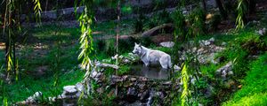 Preview wallpaper white wolf, wolf, predator, wild, pond