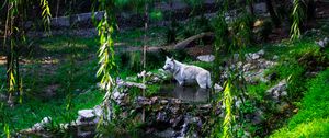 Preview wallpaper white wolf, wolf, predator, wild, pond