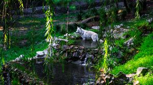 Preview wallpaper white wolf, wolf, predator, wild, pond
