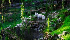 Preview wallpaper white wolf, wolf, predator, wild, pond