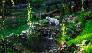 Preview wallpaper white wolf, wolf, predator, wild, pond