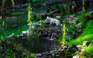Preview wallpaper white wolf, wolf, predator, wild, pond