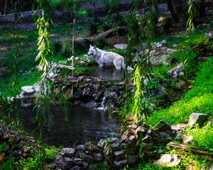 Preview wallpaper white wolf, wolf, predator, wild, pond