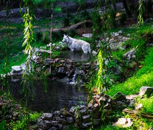 Preview wallpaper white wolf, wolf, predator, wild, pond