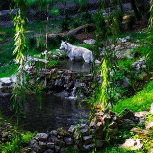 Preview wallpaper white wolf, wolf, predator, wild, pond