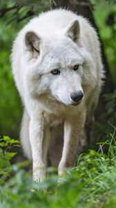 Preview wallpaper white wolf, wolf, predator, wild, grass